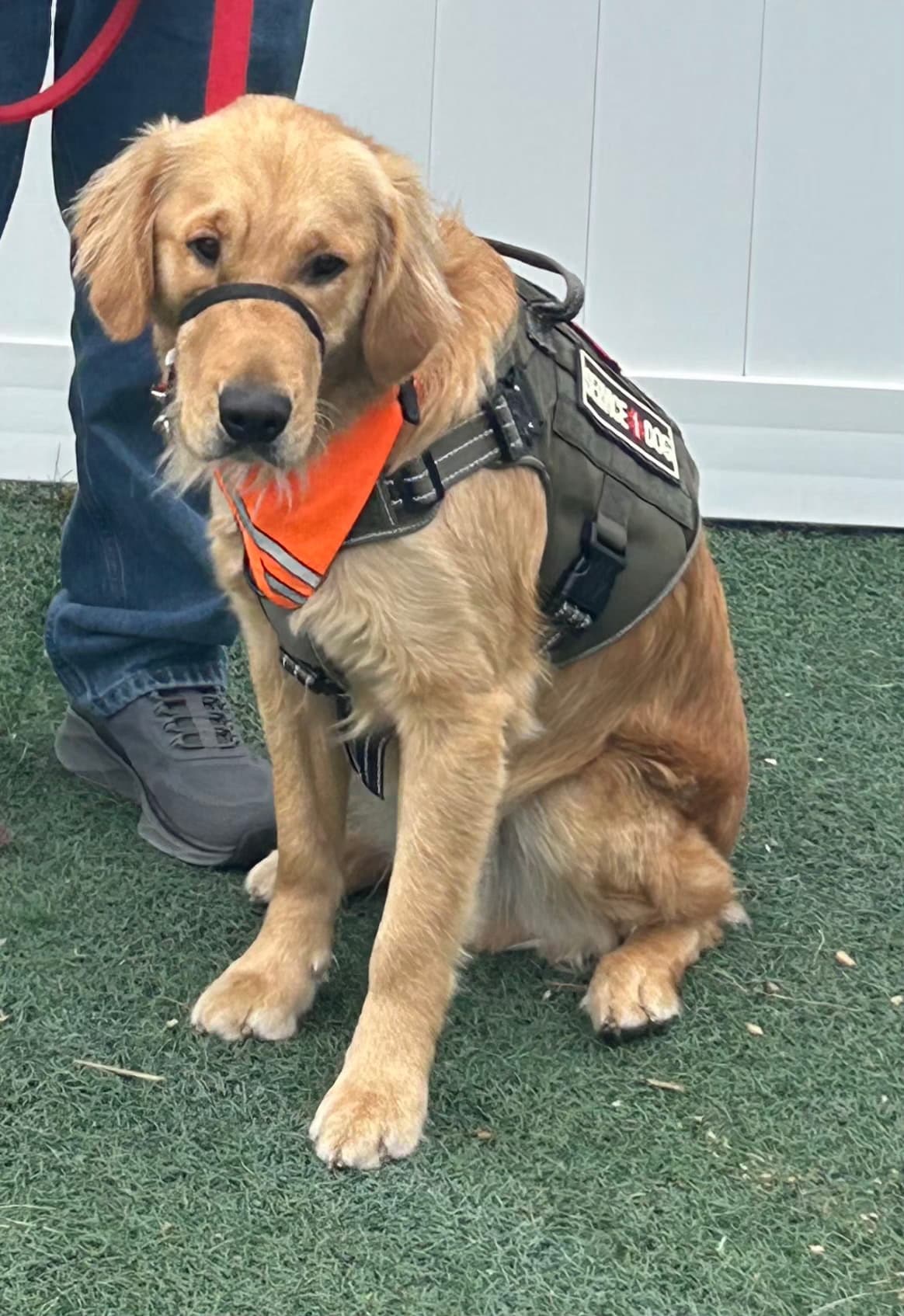 Service dog Corey graduating from Mission Working Dogs